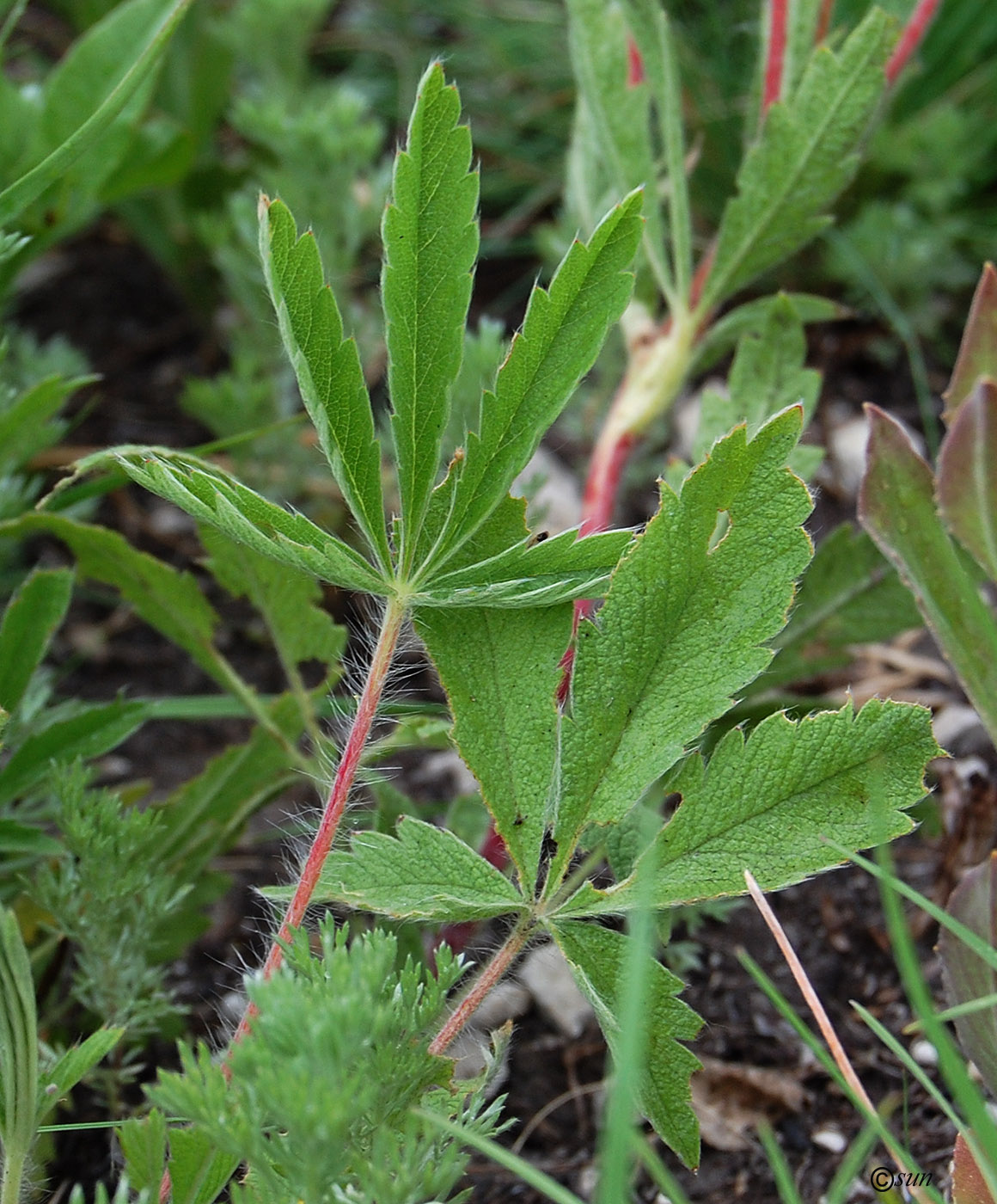 Image of Potentilla recta ssp. pilosa specimen.