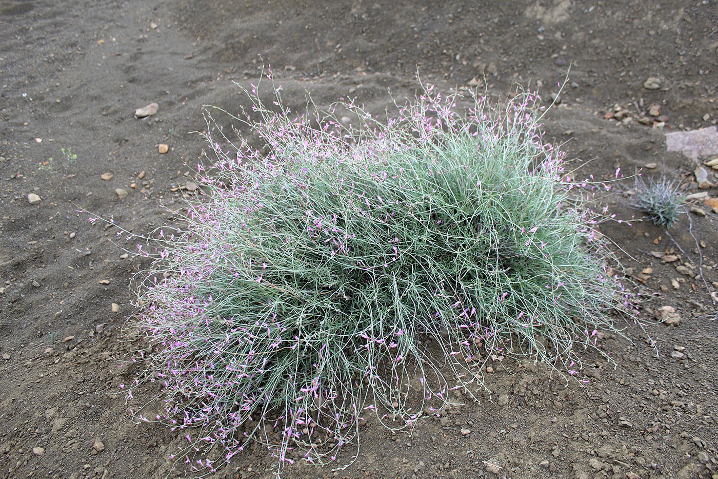 Image of Astragalus podolobus specimen.