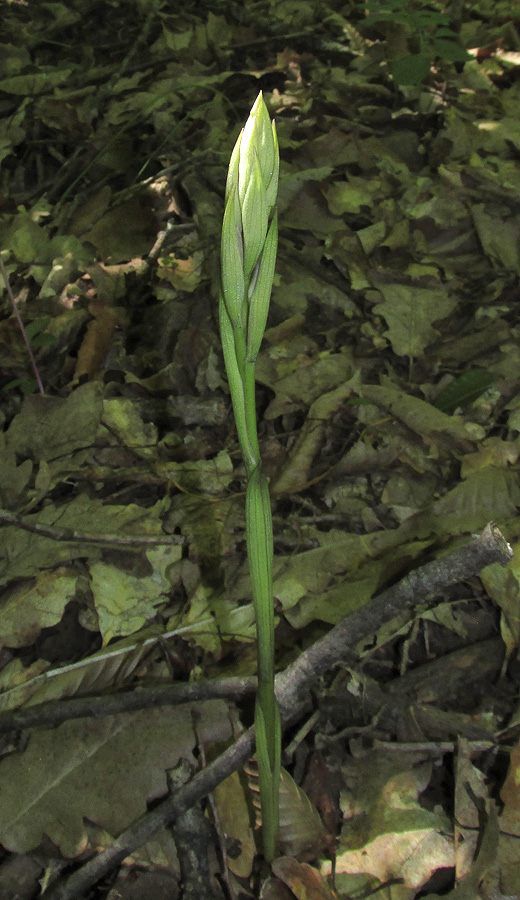 Image of Limodorum abortivum var. viride specimen.