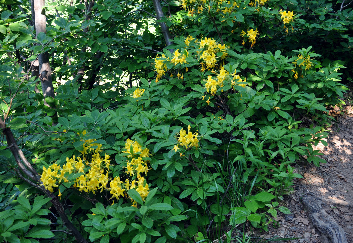 Image of Rhododendron luteum specimen.