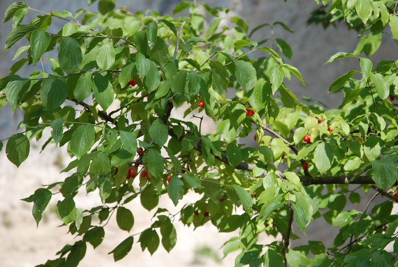 Изображение особи Cornus mas.