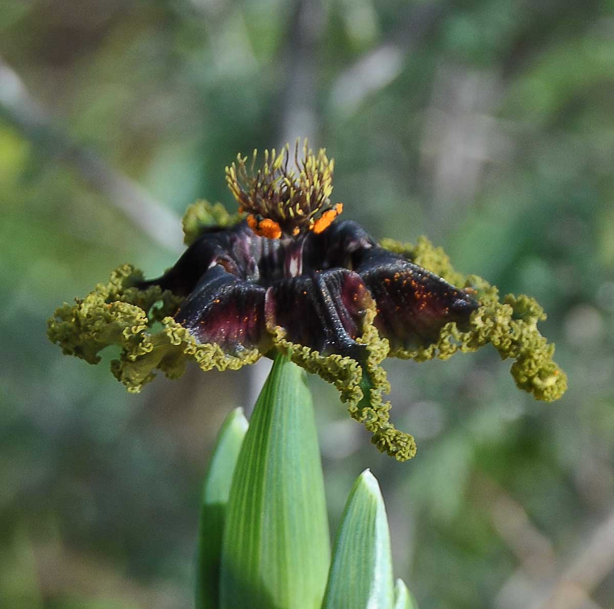 Image of Ferraria foliosa specimen.