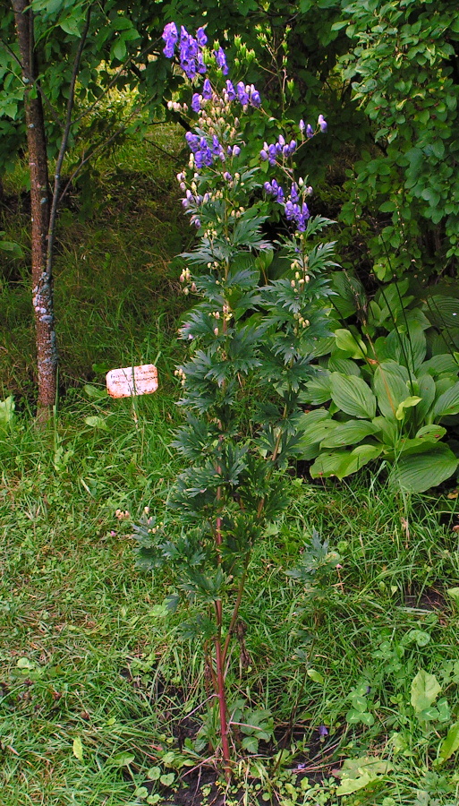 Image of Aconitum taigicola specimen.