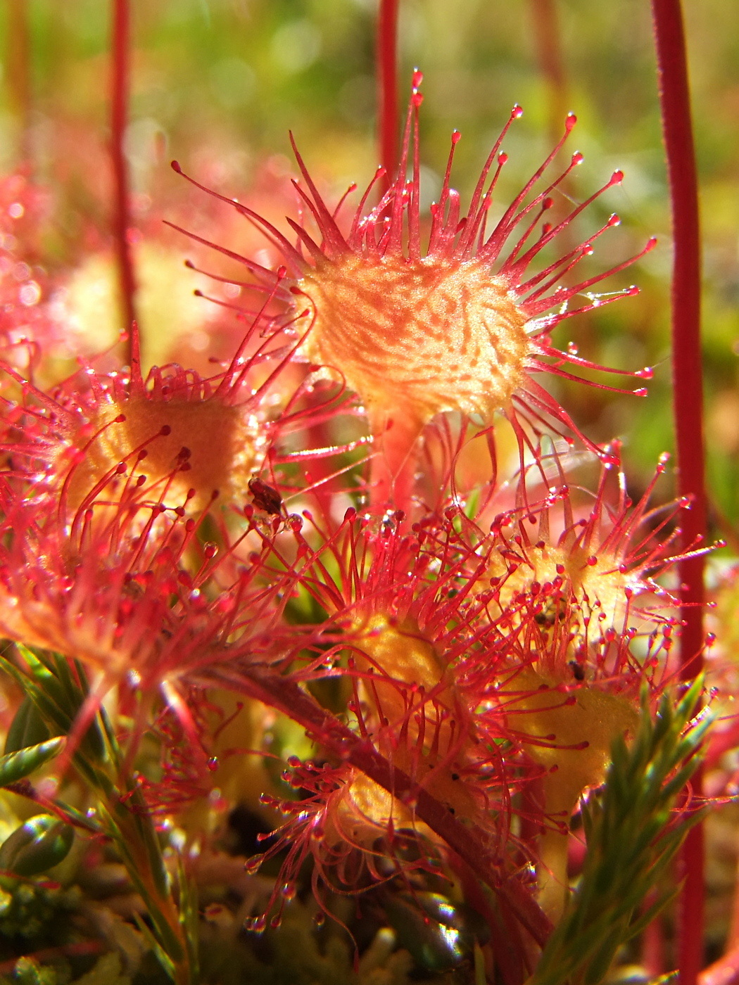 Изображение особи Drosera rotundifolia.