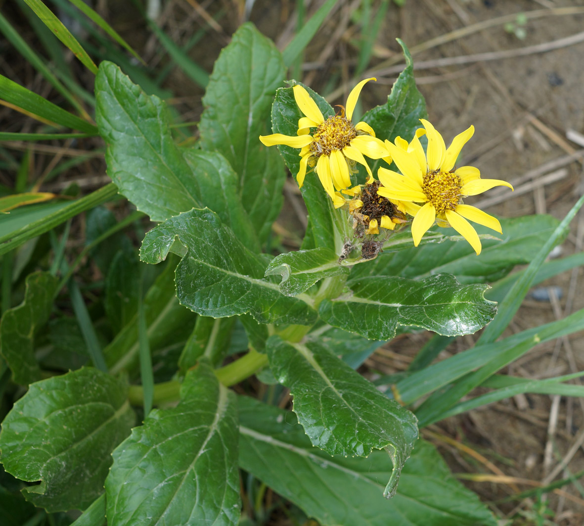 Изображение особи Senecio pseudoarnica.