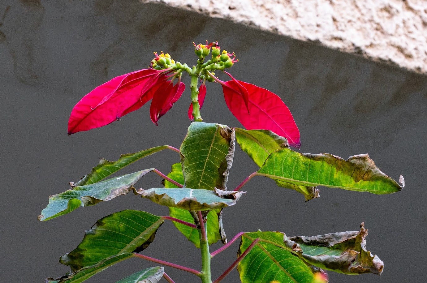 Изображение особи Euphorbia pulcherrima.