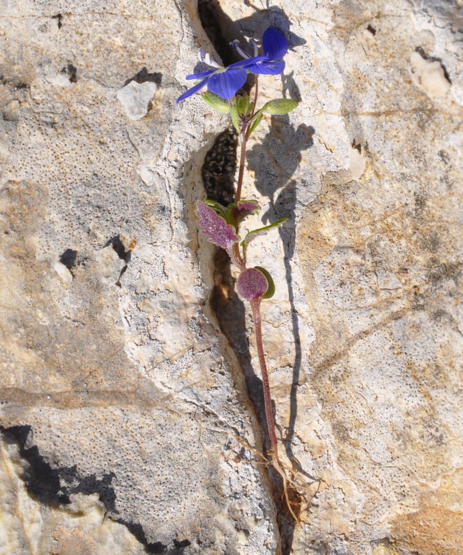 Image of Veronica glauca specimen.