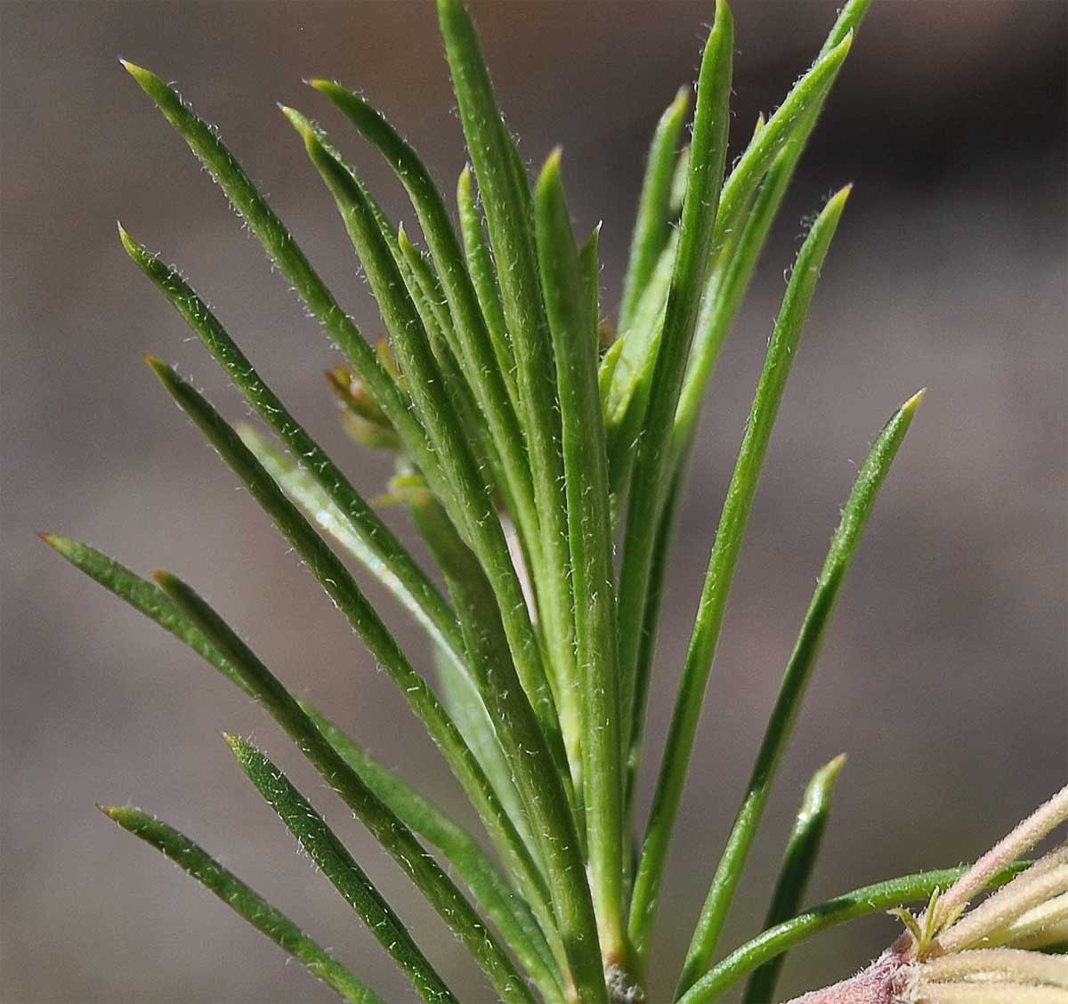 Image of Asclepias linaria specimen.