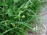 Carex hirta