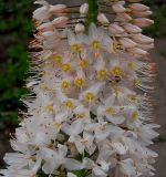 Eremurus robustus