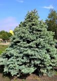 Picea pungens форма glauca. Взрослое растение. Краснодарский край, г. Тихорецк, в культуре. 15.05.2018.