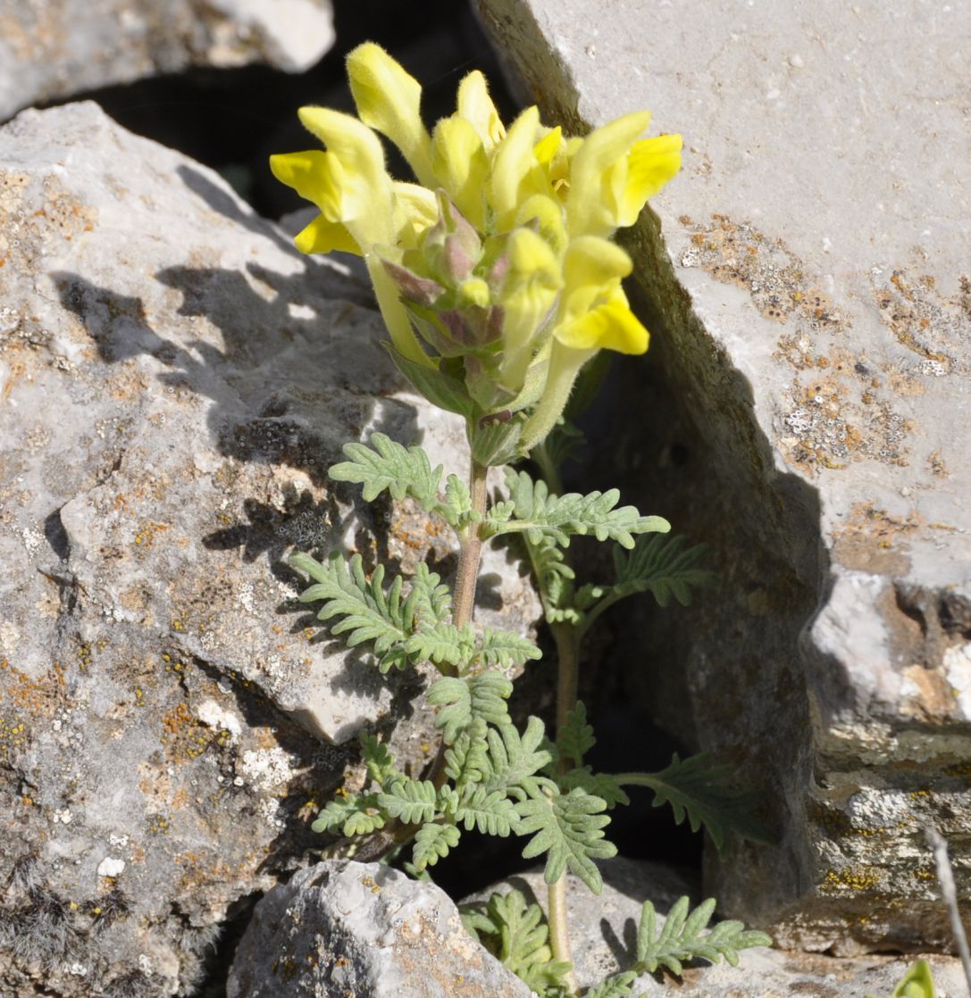Image of Scutellaria orientalis ssp. pinnatifida specimen.