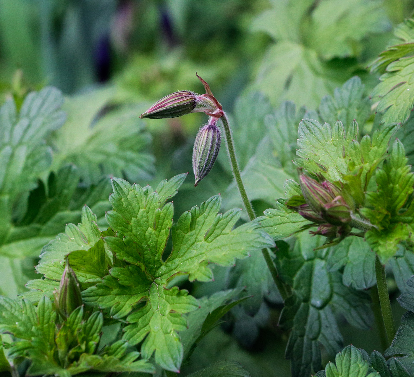 Image of Geranium himalayense specimen.