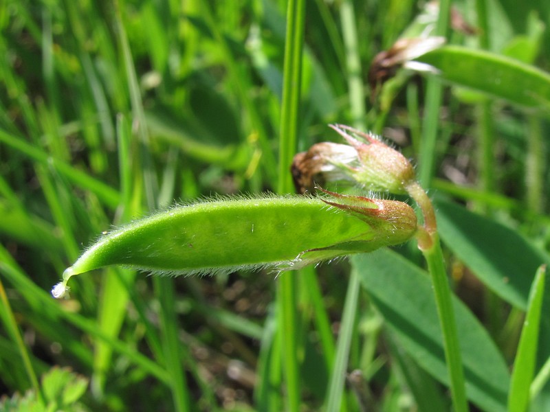 Image of Vicia bithynica specimen.