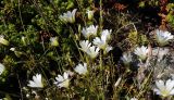 Cerastium glabratum