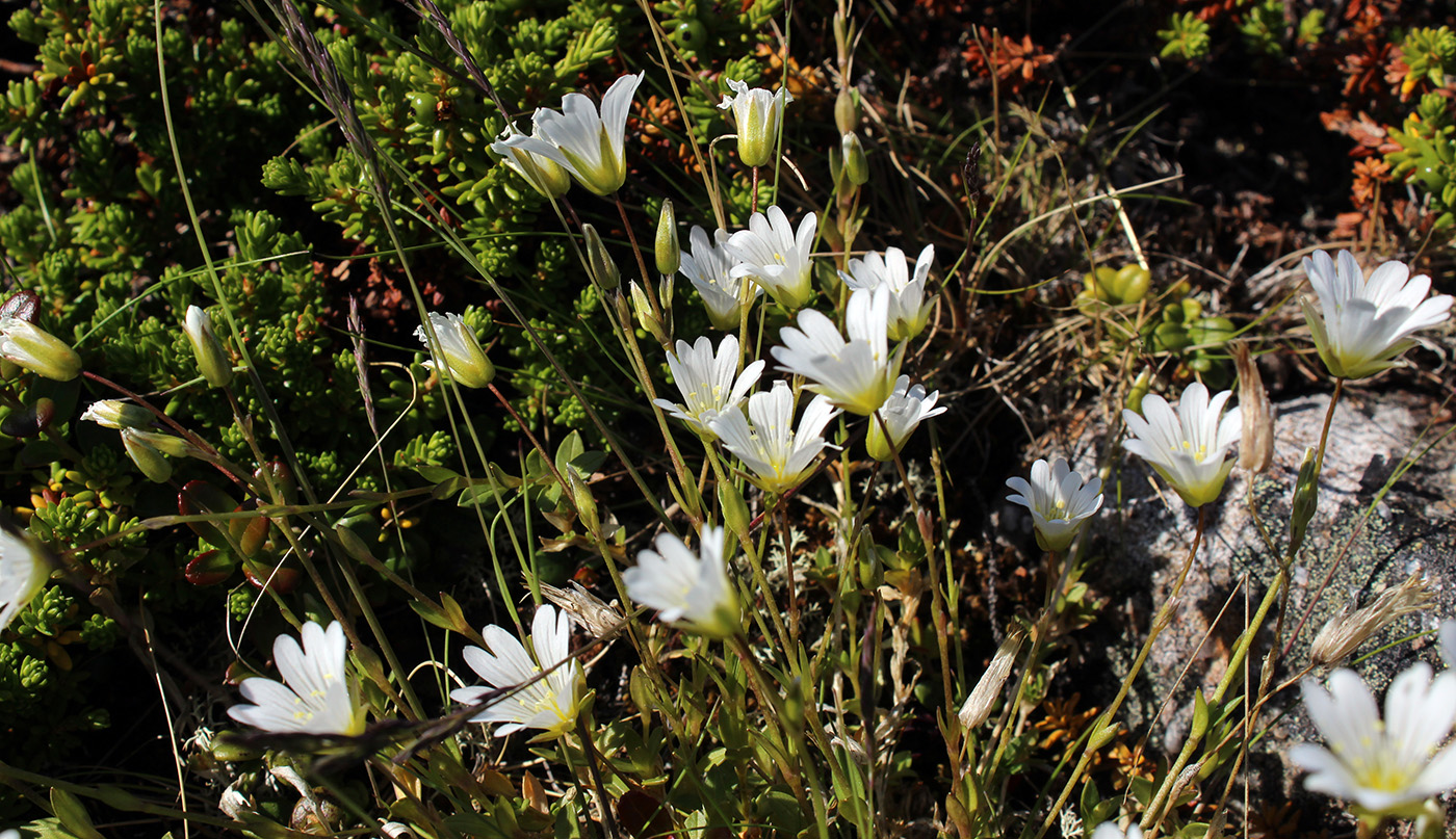 Image of Cerastium glabratum specimen.