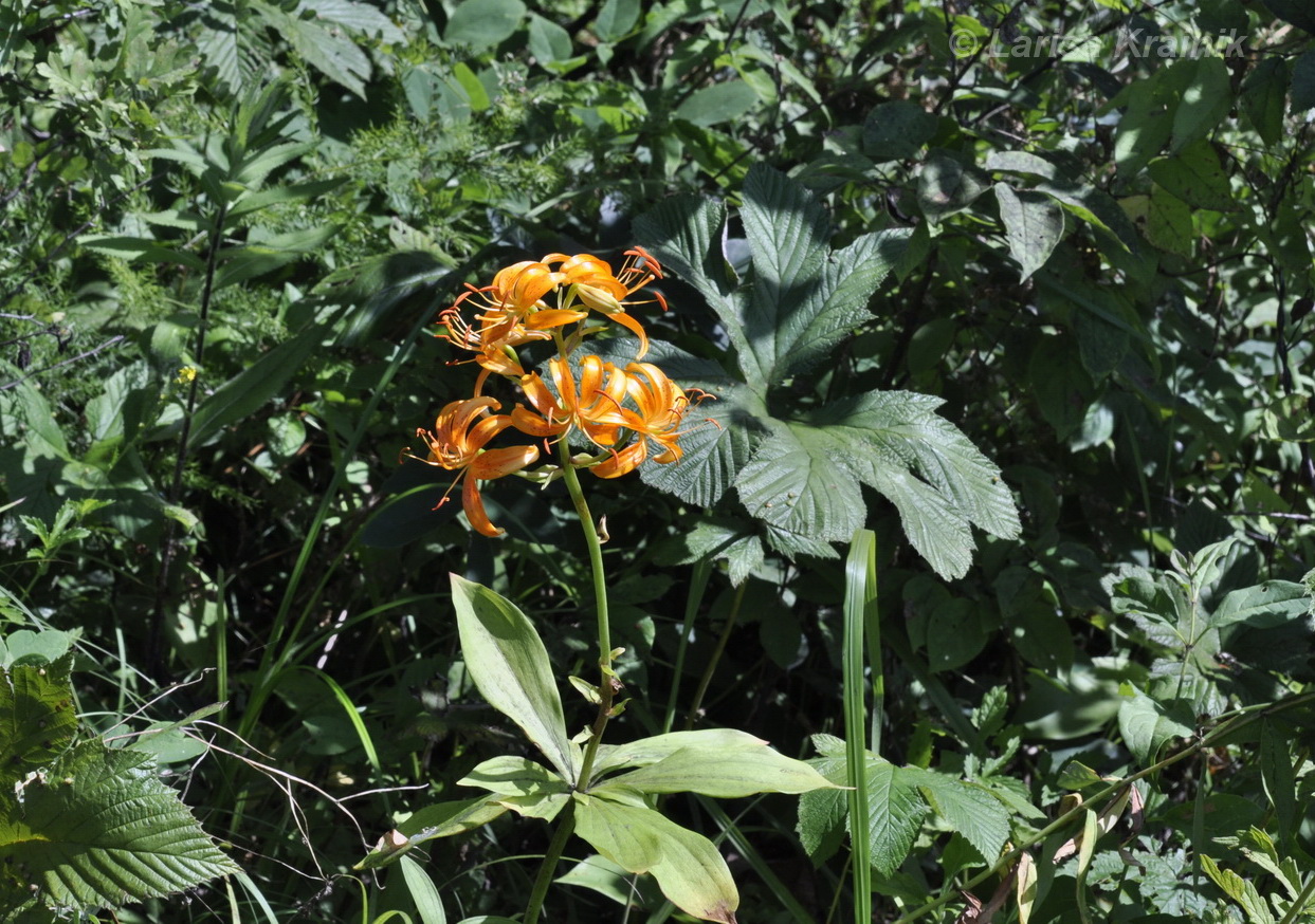 Image of Lilium distichum specimen.