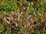 Trifolium arvense