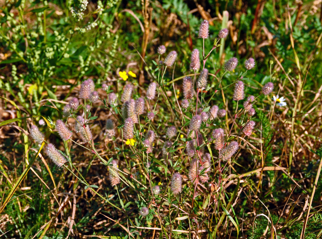 Изображение особи Trifolium arvense.