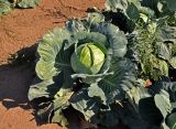 Brassica разновидность capitata