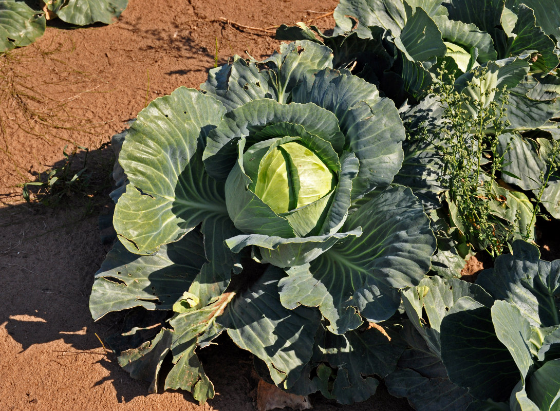 Видеть во сне грядку. Brassica oleracea var. Viridis. Brassica narinosa.