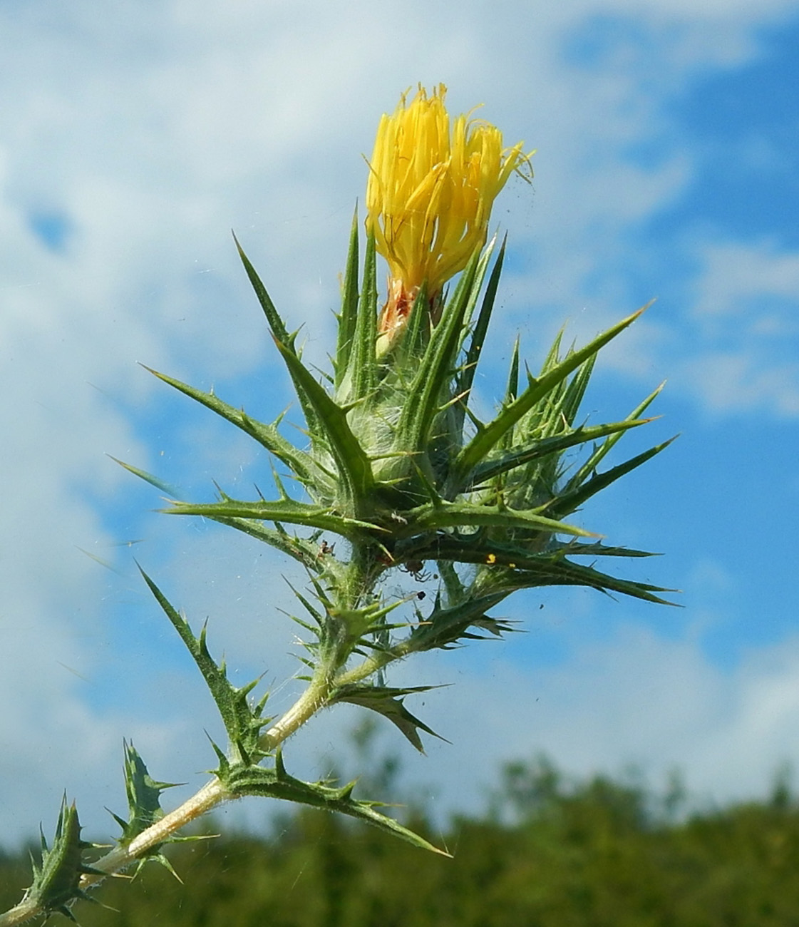 Image of Carthamus lanatus specimen.