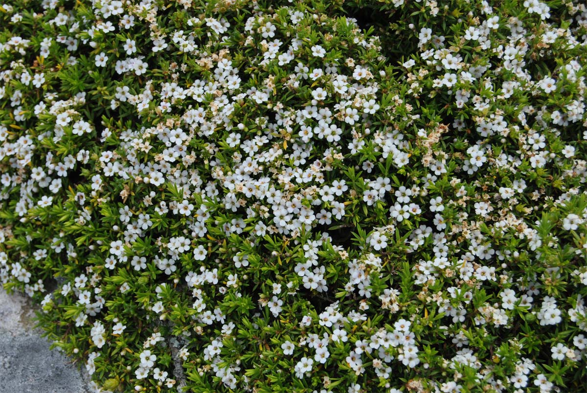 Изображение особи Diosma aspalathoides.