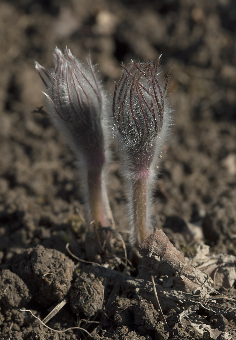 Image of Pulsatilla patens specimen.