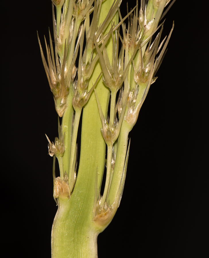 Изображение особи Lomandra longifolia.