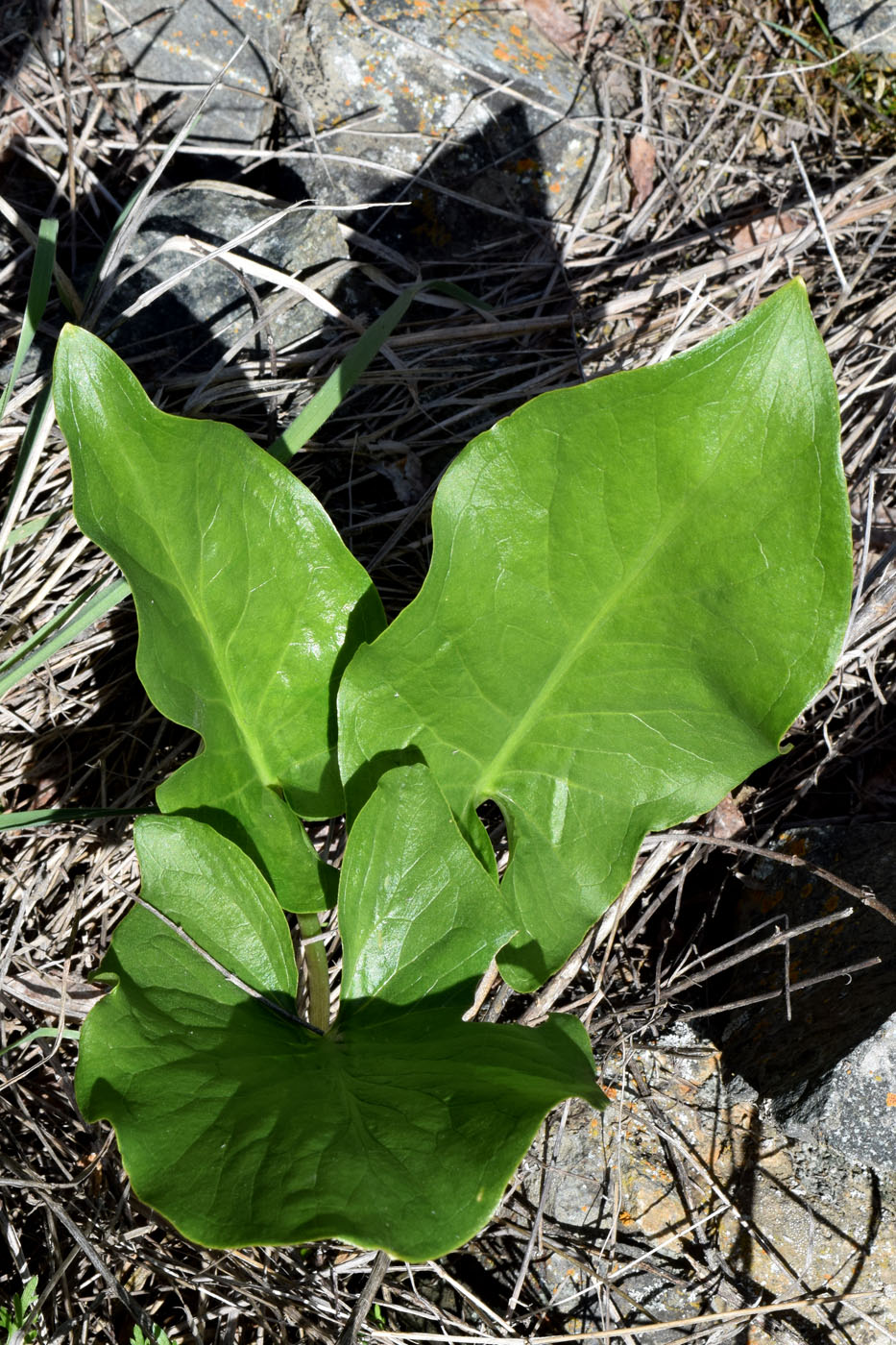 Image of Arum korolkowii specimen.