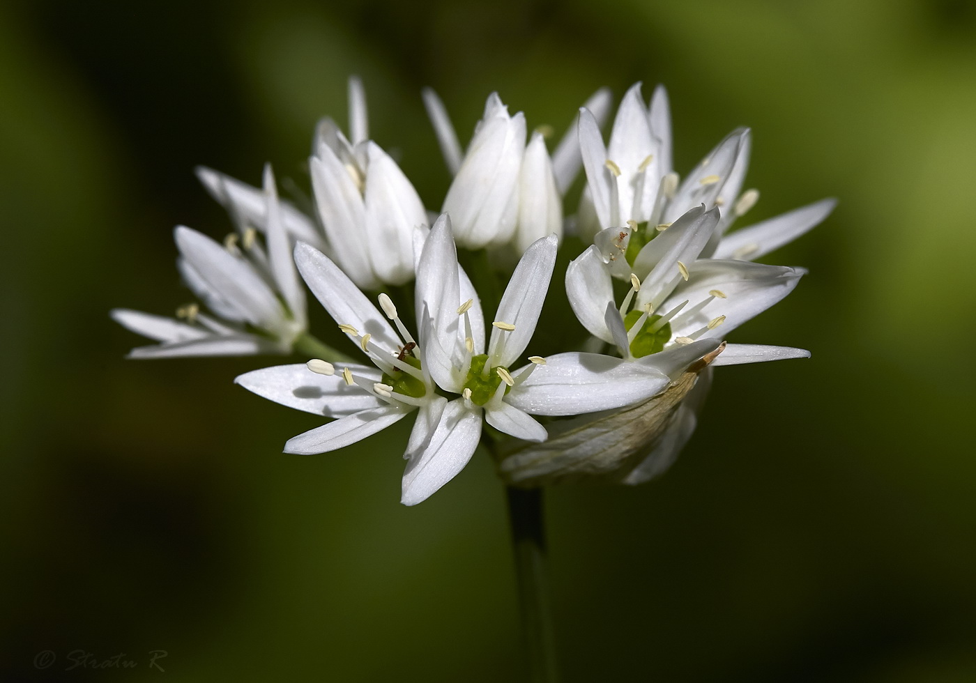 Изображение особи Allium ursinum.