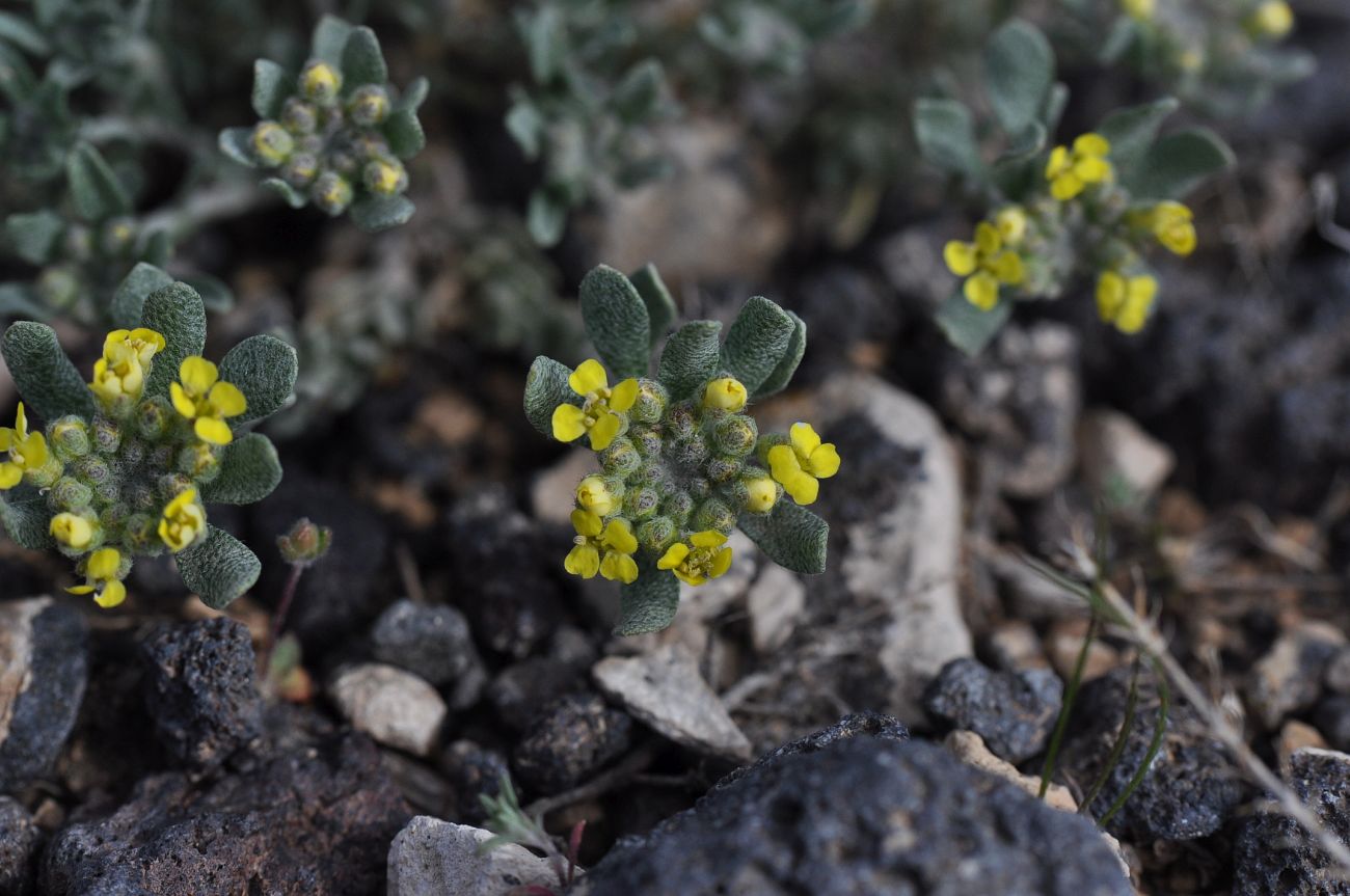 Image of genus Alyssum specimen.