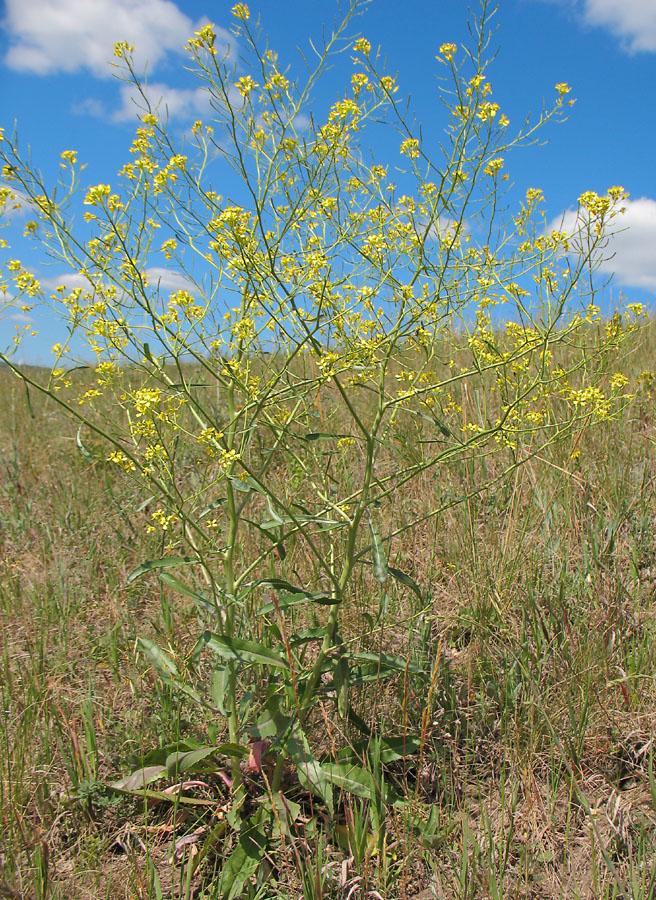 Image of Erucastrum armoracioides specimen.