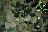 Tilia tomentosa. Верхушка ветви с цветками и незрелыми плодами. Сербия, горный массив Златибор, гора Шарган, железная дорога Шарганская восьмёрка. 12.07.2019.