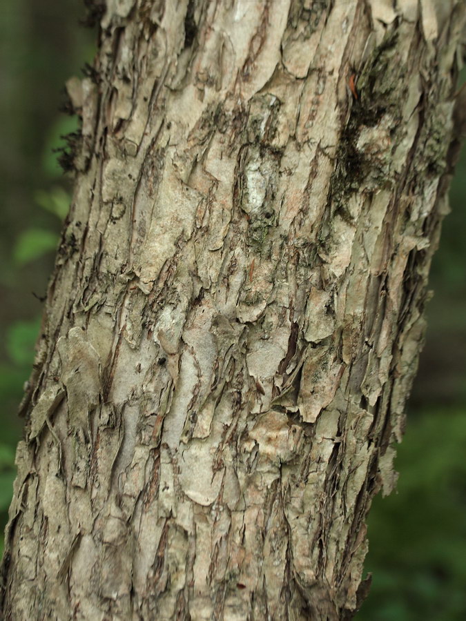 Изображение особи Ulmus laevis.