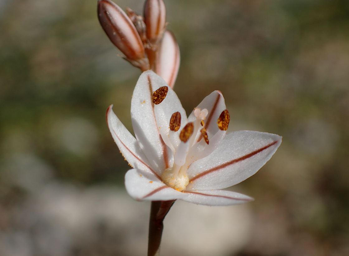 Изображение особи Asphodelus fistulosus.