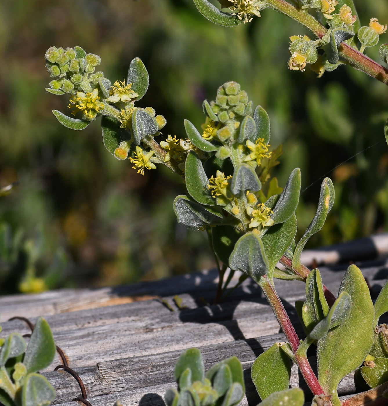 Image of Tetragonia decumbens specimen.