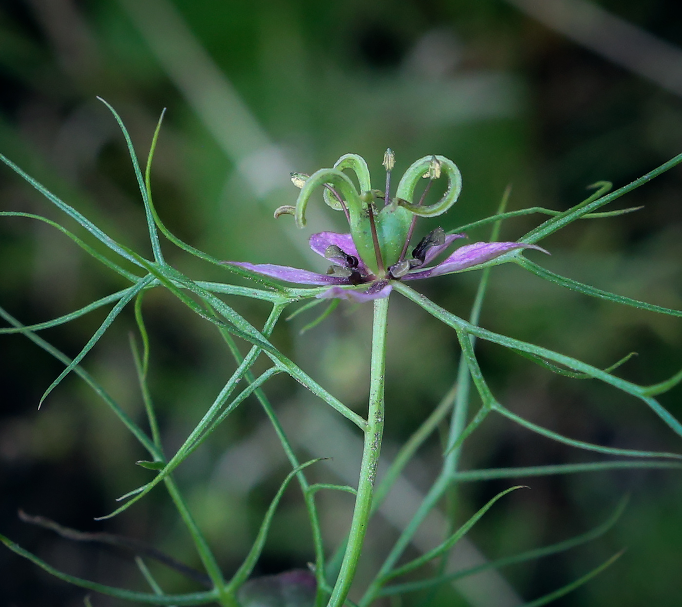 Изображение особи Nigella damascena.