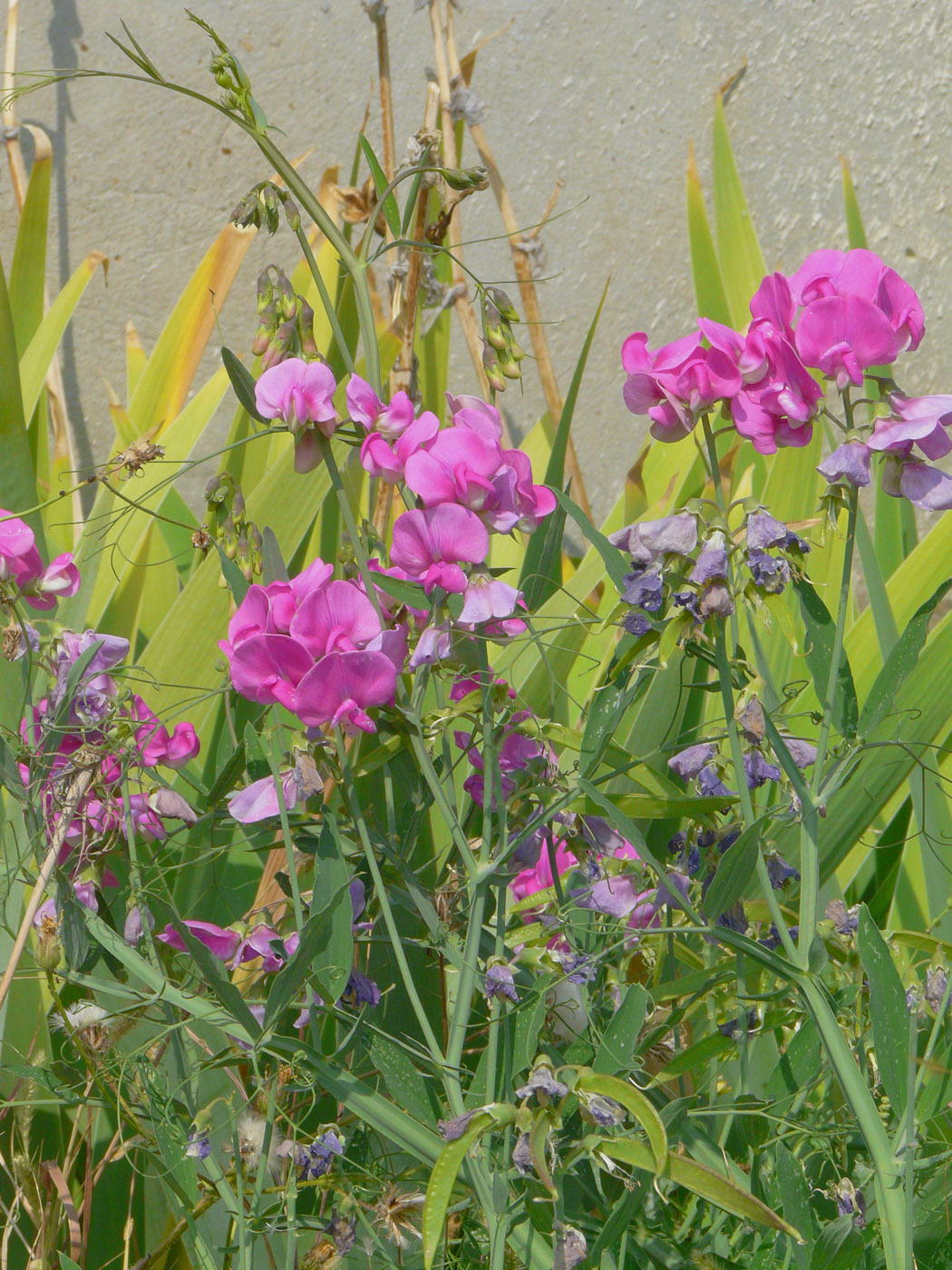 Изображение особи Lathyrus latifolius.