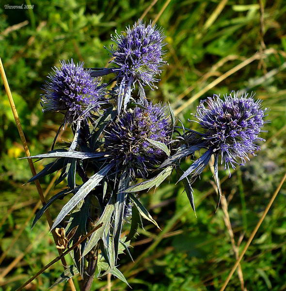 Image of Eryngium planum specimen.