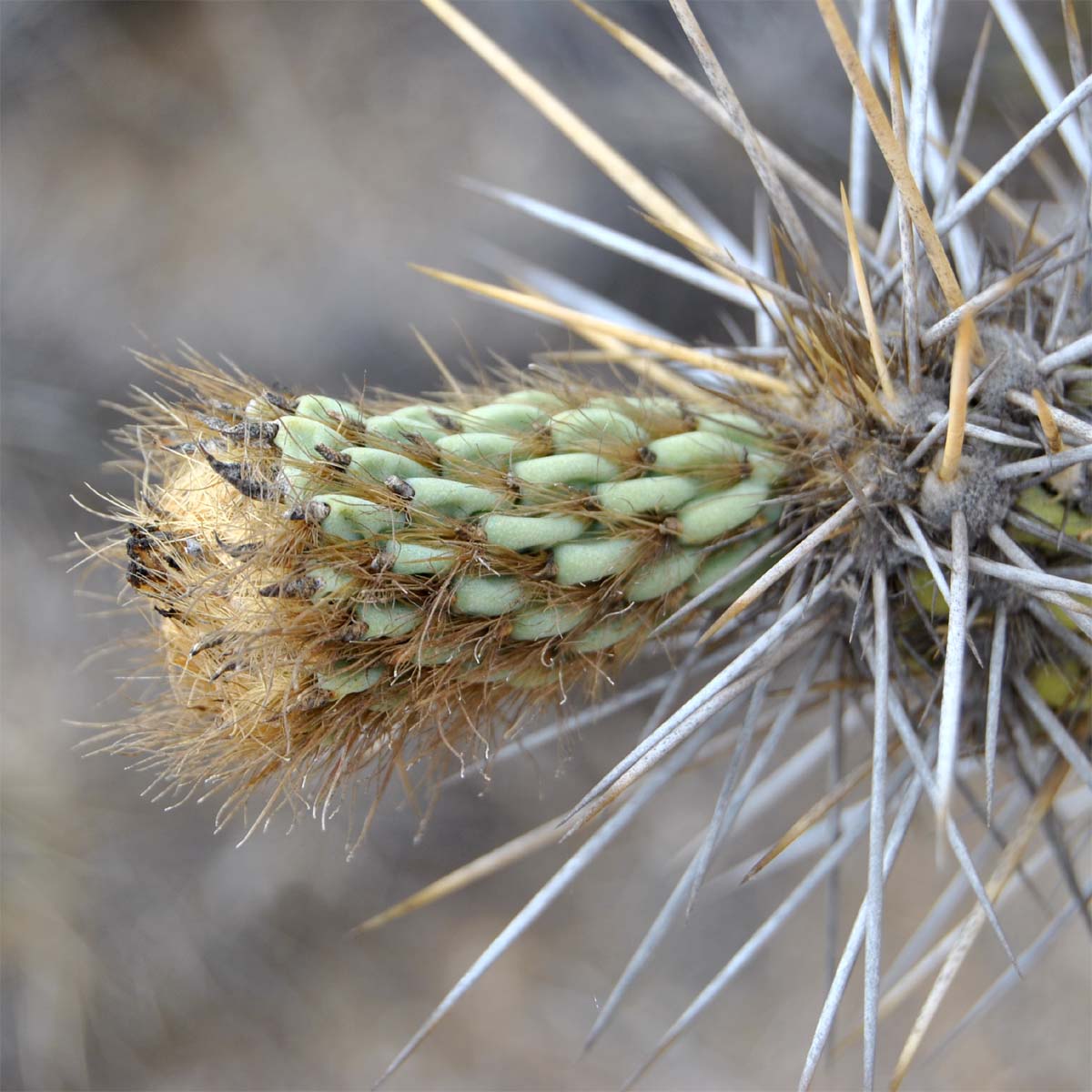 Изображение особи Miqueliopuntia miquelii.