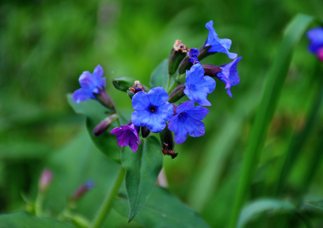 Изображение особи Pulmonaria mollis.