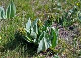 Ligularia altaica