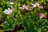 Rubus chamaemorus