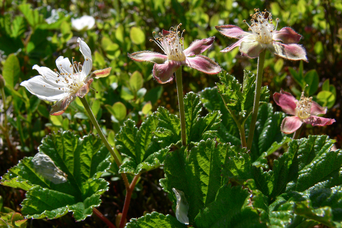 Изображение особи Rubus chamaemorus.