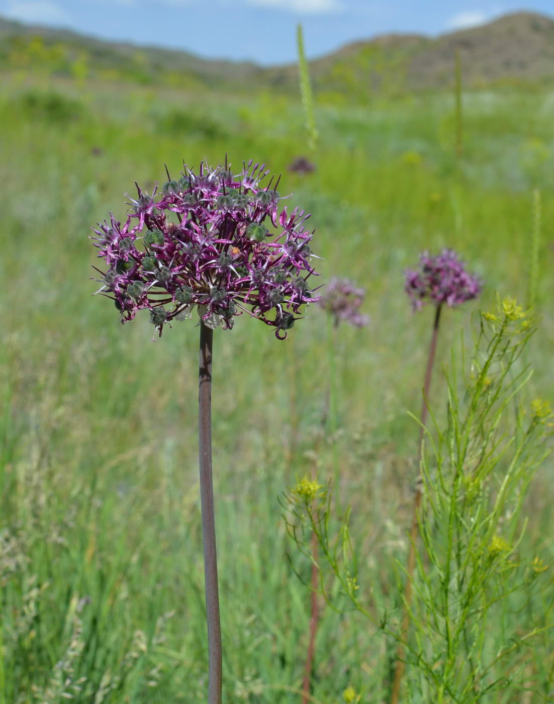 Изображение особи Allium robustum.