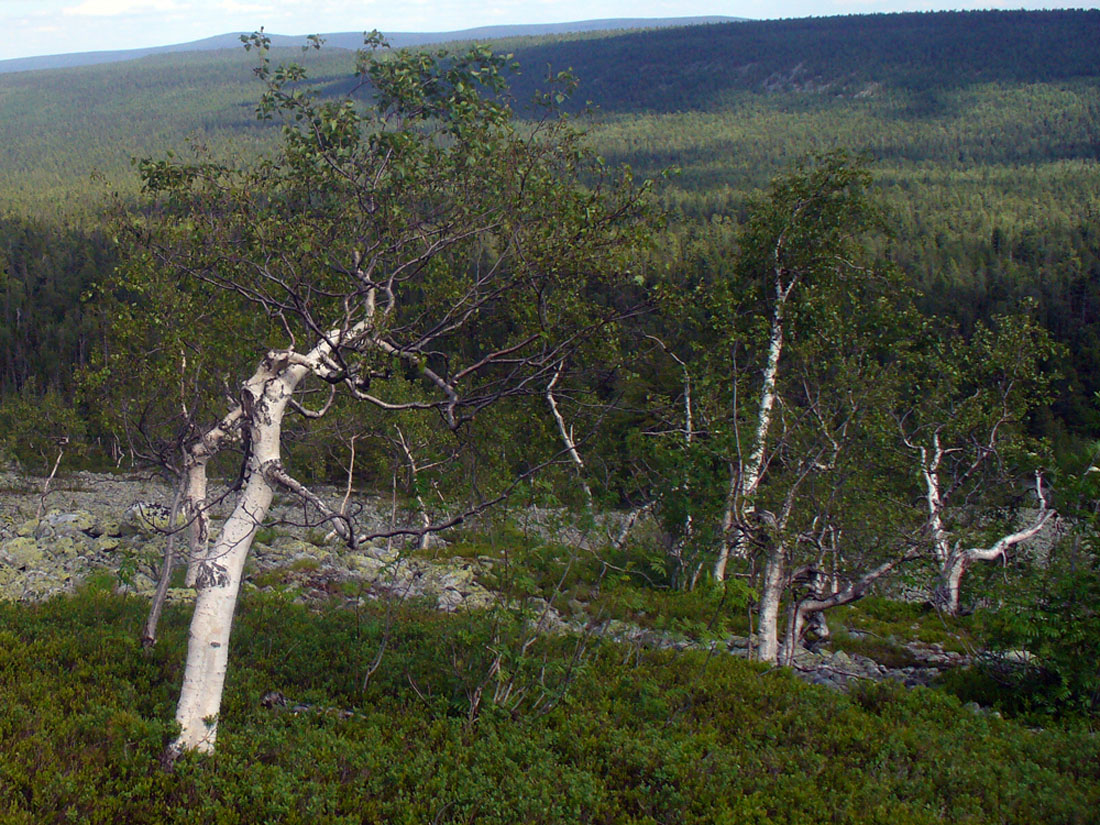 Image of Betula czerepanovii specimen.