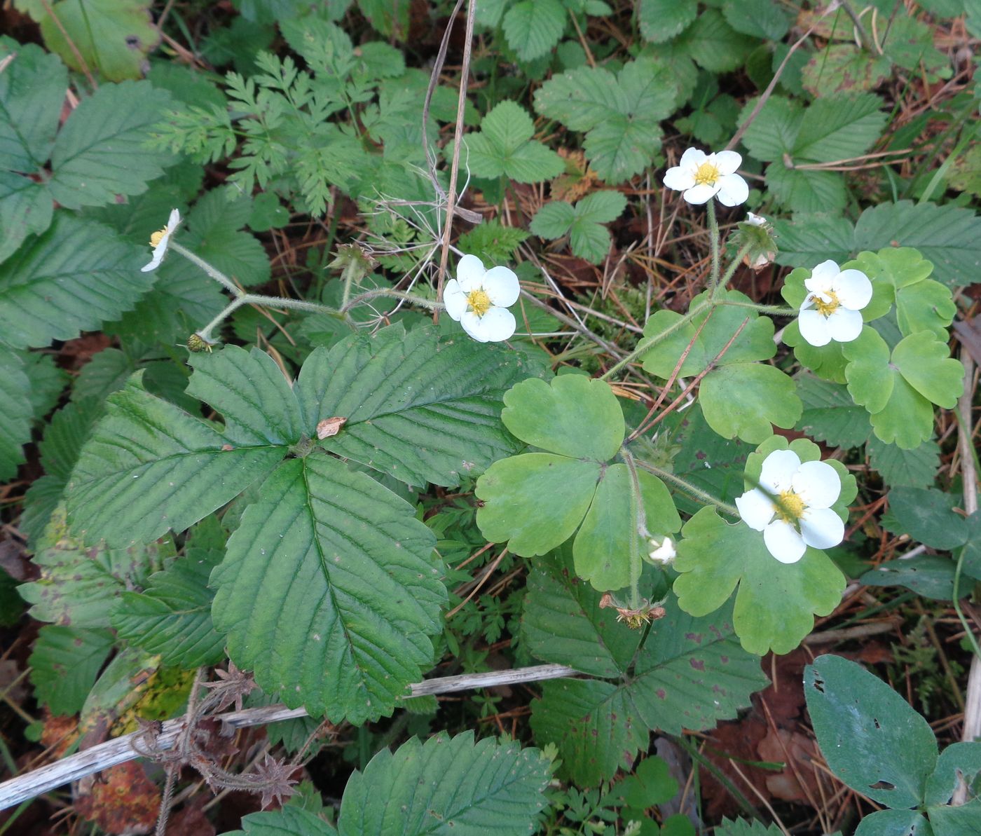 Изображение особи Fragaria moschata.