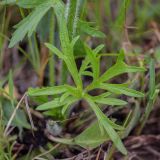 Ranunculus polyanthemos. Лист в основании побега. Ростовская обл., Азовский р-н, окр хут. Лагутник, пойменный луг. 06.05.2020.