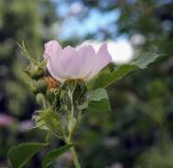 род Rosa. Верхушка веточки с цветком и бутоном. Пермский край, г. Пермь, Кировский р-н, озеленение у жилого дома. 18.06.2020.